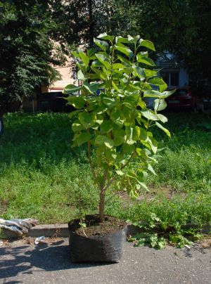 На Стрелке может появиться новый парк