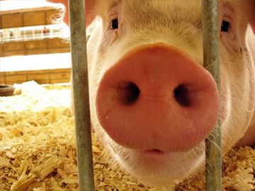 Карантин по АЧС полностью снят в Нижегородской области