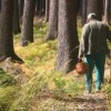 Пропавший грибник Алексей Шегуров найден погибшим в лесах Богородского района