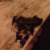 Легковой автомобиль «Хендай Солярис» упал с моста на улице Ванеева вчера поздно вечером