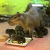 Обладатели имен на буквы «Г» и «Э» могут сходить в «Лимпопо» за полцены