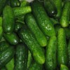 В Борском районе будут круглогодично выращивать овощи