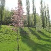 В парке Победы Нижнего Новгорода высадят сотни деревьев и кустарников