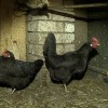 В Большеболдинском районе зафиксирован птичий ГРИПП