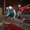 За 3 года промышленное производство картофеля в области выросло в 1,5 раза