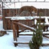 Сегодня с Новым годом поздравят питомцев нижегородского зоопарка «Лимпопо»