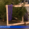 Живые елки брошены по всему Нижнему Новгороду
