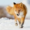 Карантин по бешенству установлен в Воротынском районе до 19 марта