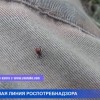 «Горячая» телефонная линия по профилактике клещевого энцефалита работает в Роспотребнадзоре