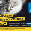 Радио Дача вновь выбирает главную кошку Нижнего Новгорода