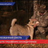 В регионе приняты поправки в законодательство, которые исключат жестокое обращение с животными во время обучения охотничьих собак