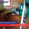 Десятки собак и кошек погибли  на пожаре в скандально известном  приюте  Нижегородской области