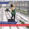 Нижегородская область планирует увеличить производство овощей