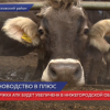 Не менее 11 животноводческих комплексов построят или модернизируют в Нижегородской области в этом году