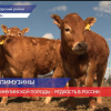 Итоги работы агропромышленного комплекса нижегородской области обсудили на коллегии министерства сельского хозяйства