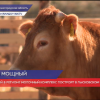 Строительство молочного комплекса  начнется  в Лысковском районе этим летом