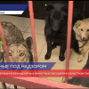Де­пу­та­ты Зак­со­бра­ния Ни­же­го­род­ской об­ла­сти об­су­дят си­ту­а­цию с без­дом­ны­ми жи­вот­ны­ми