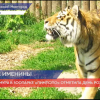 В нижегородском зоопарке Лимпопо тигрица Амура отметила свой день рождения