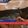 Нижегородцы стали все чаще  находить птенцов стрижей