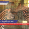 Сотрудники сормовского зоопарка выбирают имя для маленького полосатого жеребенка