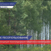 Новая концепция  лесопользования появится в Нижегородской области