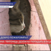 Подвалы жилых многоквартирных домов откроют для питомцев