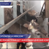 Животноводческие комплексы строят и реконструируют в Нижегородской области