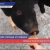 Компания хрюшек разгуливала по улицам города Выкса