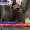 Кенгуренок родился в нижегородском зоопарке «Лимпопо»