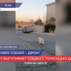 Житель Кипра выгуливает собаку с помощью дрона
