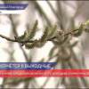 Конец апреля в Нижегородской области на 4℃ холоднее климатической нормы