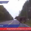 Водителей призывают к осторожности из-за лосей на дорогах