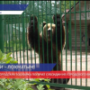 Три нижегородских зоопарка получат деньги на корм животным из городского бюджета