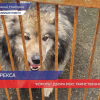 В Нижнем Новгороде спасают «короля» двора Рекса