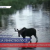 Жителю Решетихи грозит штраф за убийство лося