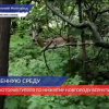 Косулю, гулявшую по Нижнему Новгороду, вернули в лес