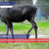 Самец лося и стадо кабанов попали в объектив фотоловушки