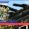 Три ребенка и взрослый погибли при пожаре в Пильнинском районе