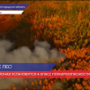 В 16 районах региона установился 4 класс пожароопасности лесов
