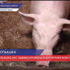 Вторая вспышка АЧС зафиксирована в Бутурлинском районе