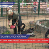 «Мадагаскар» благодарит нижегородцев, которые помогали зоопарку во время карантина
