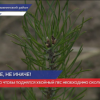Восстанавливают хвойный лес в Нижегородской области