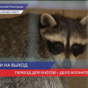 Пять енотов-полоскунов  переезжают из Нижнего Новгорода в Балахну