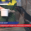 Морской котик по имени Зонтик прибыл в нижегородский зоопарк «Лимпопо»