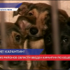 В Починковском районе ввели карантин по бешенству