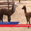 Потомство появилось в семействе альпак в зоопарке «Лимпопо»