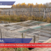 Массовый облов начался на рыбных хозяйствах Нижегородской области