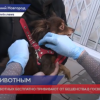 Вакцинировать бесплатно домашних животных можно в двух прививочных кабинетах Нижнего Новгорода