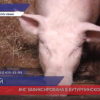 Вспышка африканской чумы свиней зафиксирована в Бутурлинском районе