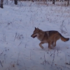 Погоню волка за зайцем зафиксировала фотоловушка в в Керженском заповеднике
